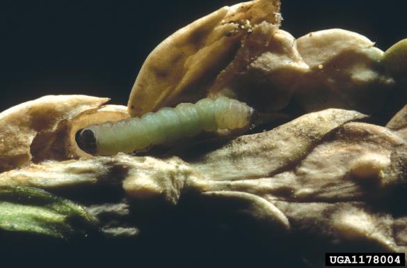 <i>Argyresthia thuiella</i>