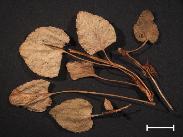 Aecidium violae 