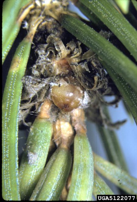 mali smrekov kapar ali mala smrekova lekanja (<i>Physokermes hemicryphus</i>) na <i>Picea abies</i>