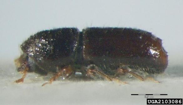 šesterozobi smrekov lubadar ali mali smrekov lubadar (<i>Pityogenes chalcographus</i>)