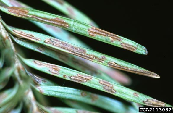 <i>Rhabdocline pseudotsugae</i> na <i>Pseudotsuga menziesii</i>