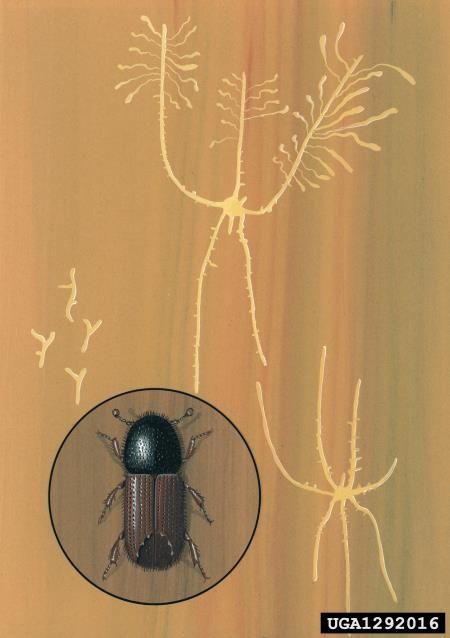 ostrozobi borov lubadar (<i>Ips acuminatus</i>)