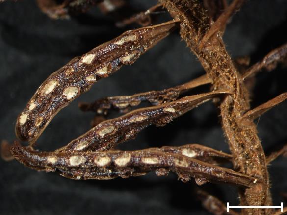 Aecidium elatinum 