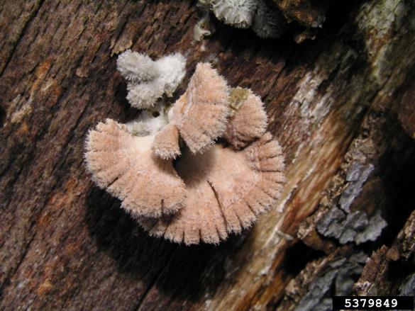 navadna cepilistka (<i>Schizophyllum commune</i>) na <i>Fagus sylvatica</i>