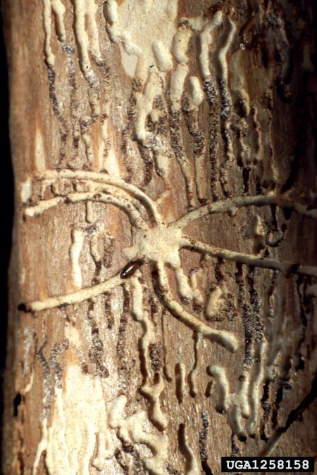 jelov vejni lubadar (<i>Pityophthorus pityographus</i>)