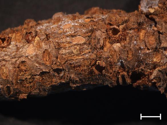 Gymnosporangium sp.