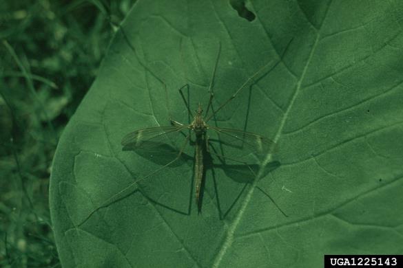 <i>Tipula</i>