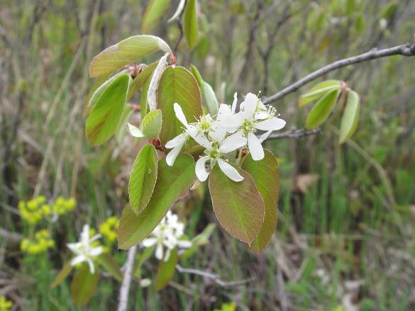 <i>Amelanchier spicata</i>