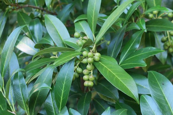 <i>Prunus laurocerasus</i>