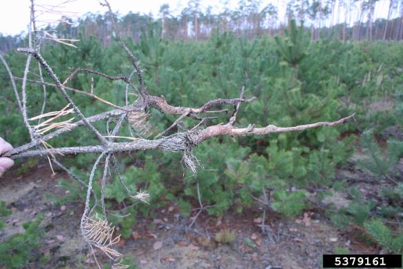 majski hrošč (<i>Melolontha melolontha</i>) na <i>Pinus</i> spp.