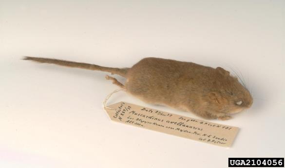 podlesek (<i>Muscardinus avellanarius</i>)