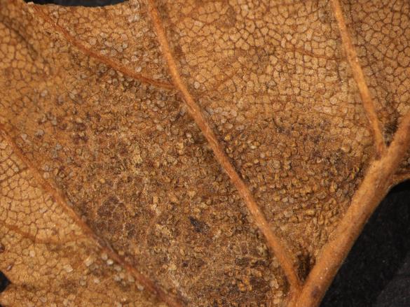 Melampsora carpini