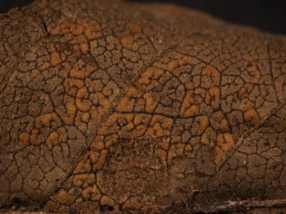 Coleosporium euphrasiae 