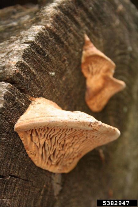 hrastova labirintnica (<i>Daedalea quercina</i>) na <i>Quercus</i> spp.