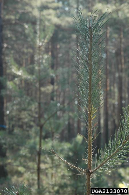 navadna borova grizlica (<i>Diprion pini</i>) na <i>Pinus sylvestris</i>