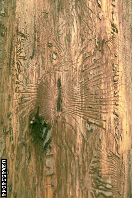 veliki brestov beljavar (<i>Scolytus scolytus</i>) na <i>Ulmus</i> spp.