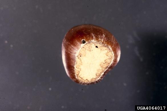 leskov semenar (<i>Curculio nucum</i>)