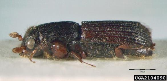 hrastov strženar (<i>Platypus cylindrus</i>)
