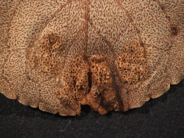 Aecidium violae 