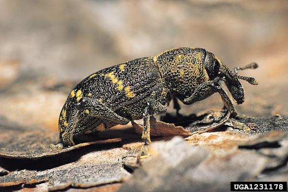 veliki rjavi rilčkar (<i>Hylobius abietis</i>)