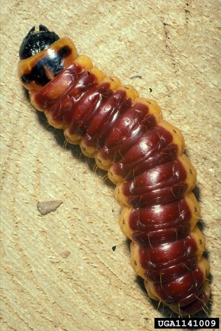 vrbov zavrtač ali vrbar (<i>Cossus cossus</i>)