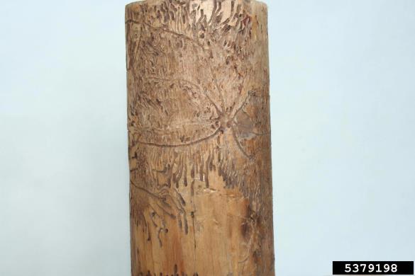 <i>Pityogenes quadridens</i> na <i>Pinus</i> spp.