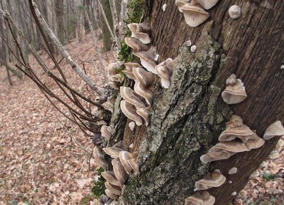 Trametes ochracea