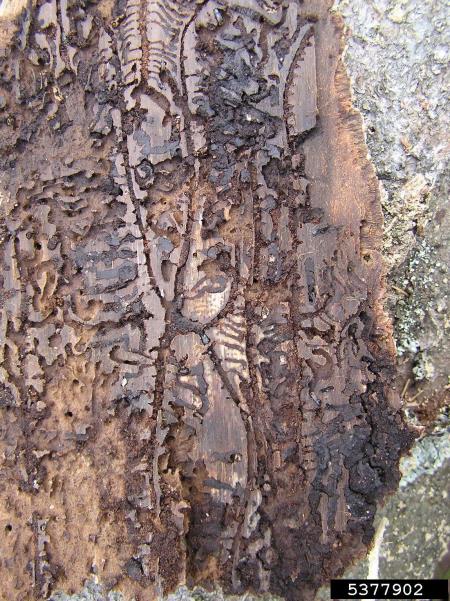 mali osmerozobi smrekov lubadar (<i>Ips amitinus</i>) na <i>Picea</i> spp.