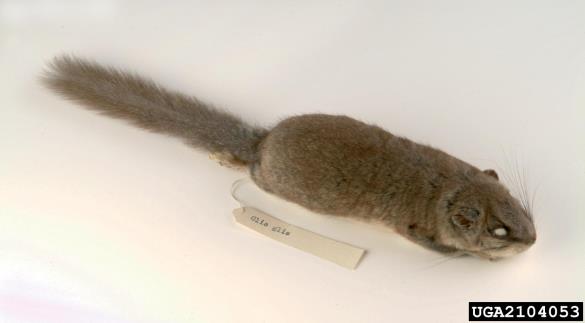 <i>Myoxus glis</i>