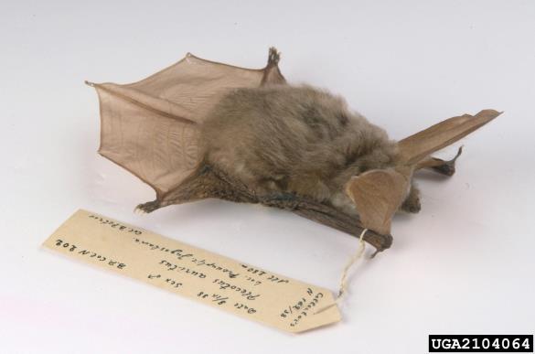 rjavi uhati netopir (<i>Plecotus auritus</i>)