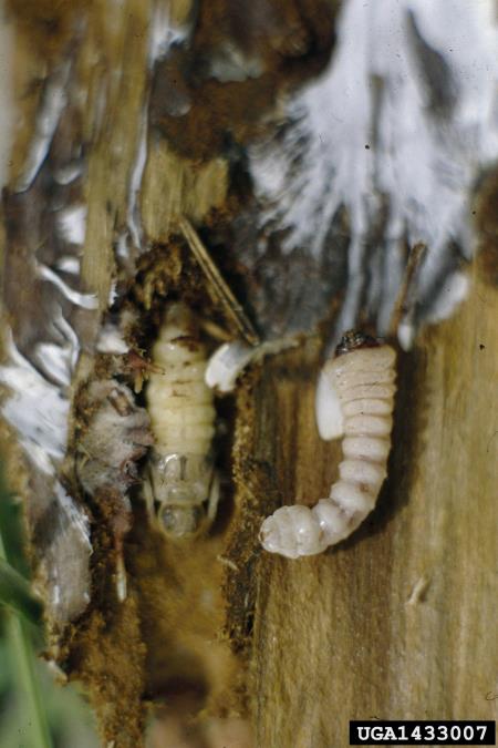 smrekov kozliček (<i>Tetropium castaneum</i>)