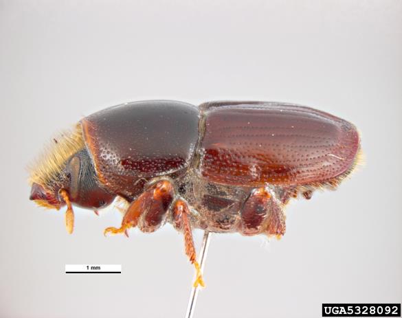 veliki brestov beljavar (<i>Scolytus scolytus</i>)