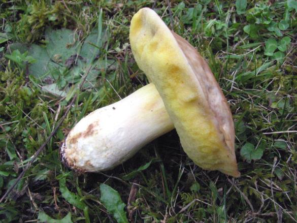 Boletus depilatus