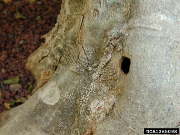 kitajski kozliček (<i>Anoplophora chinensis</i>)