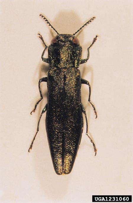 <i>Agrilus angustulus</i>