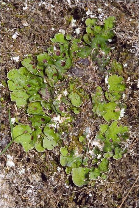Solorina saccata