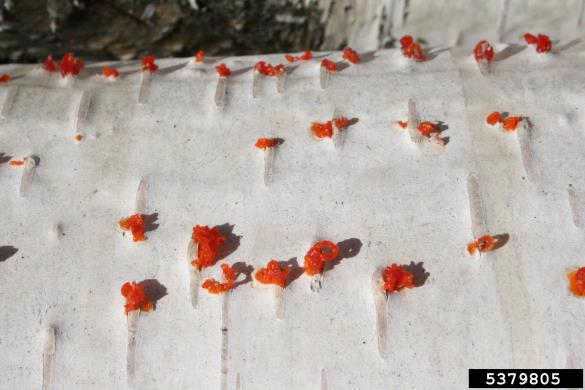 sušica topolovih vej (<i>Valsa sordida</i>) na <i>Betula</i> spp.