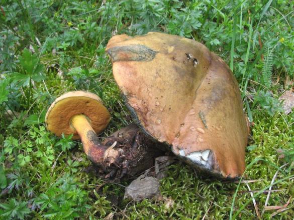 Boletus luridus