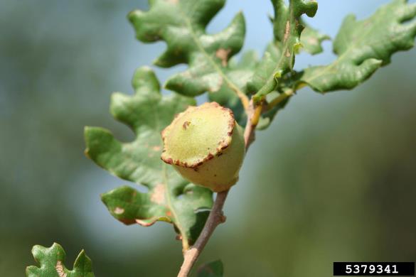 <i>Andricus quercustozae</i> na <i>Quercus</i> spp.