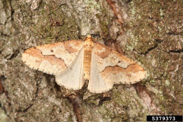 veliki zimski pedic ali veliki zmrzlikar (<i>Erannis defoliaria</i>) na <i>Quercus</i> spp.