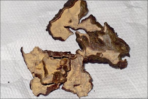 Stereum rugosum