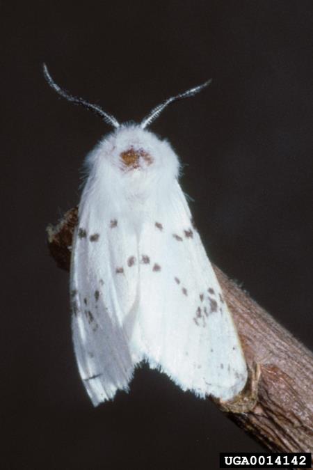 murvar ali murvin prelec (<i>Hyphantria cunea</i>)