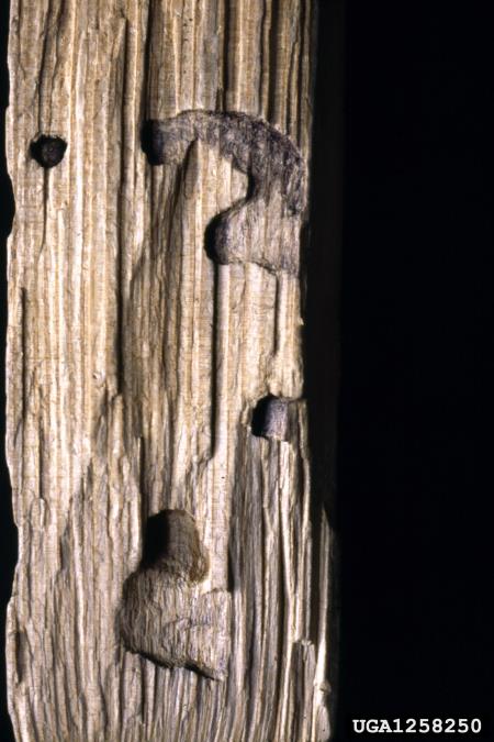 <i>Monochamus galloprovincialis</i>