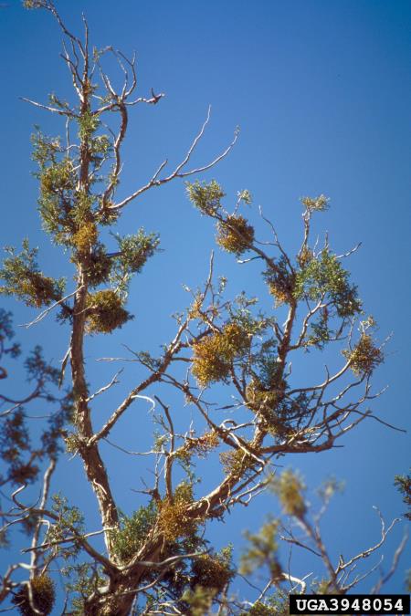 navadni brinjekaz (<i>Arceuthobium oxycedri</i>) na <i>Juniperus polycarpos</i>