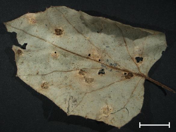 Aecidium tussilaginis