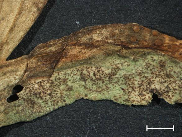 Aecidium quadrifidum