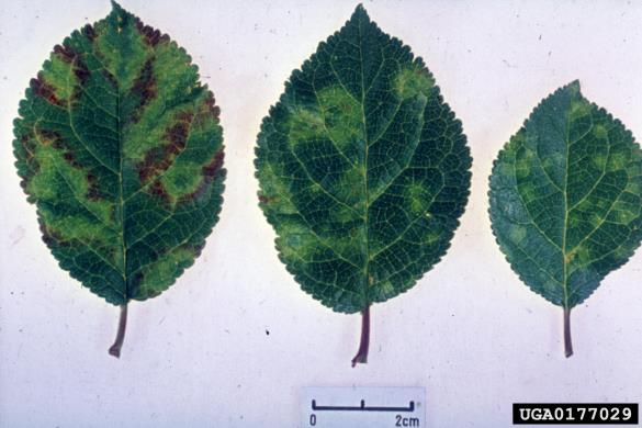 šarka (<i>Potyvirus plum pox virus</i>) na <i>Prunus domestica</i>