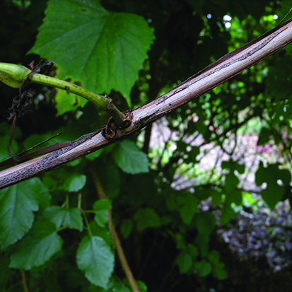 <i>Vitis vulpina</i>