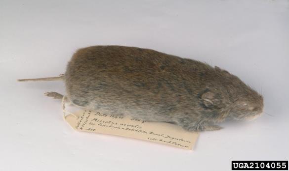 poljska voluharica (<i>Microtus arvalis</i>)