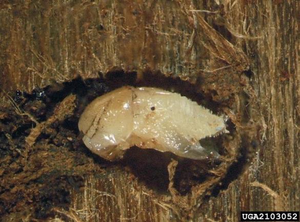 mali osmerozobi smrekov lubadar (<i>Ips amitinus</i>) na <i>Picea abies</i>
